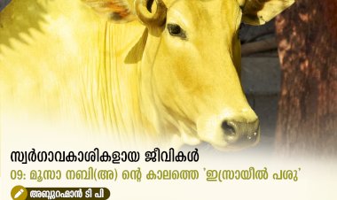 സ്വര്‍ഗ്ഗാവകാശികളായ ജീവികള്‍ 09: മൂസാ നബി(അ) ന്റെ കാലത്തെ 'ഇസ്രായീൽ പശു'