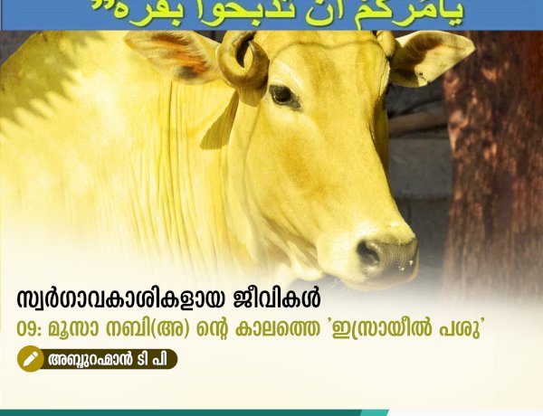 സ്വര്‍ഗ്ഗാവകാശികളായ ജീവികള്‍ 09: മൂസാ നബി(അ) ന്റെ കാലത്തെ 'ഇസ്രായീൽ പശു'