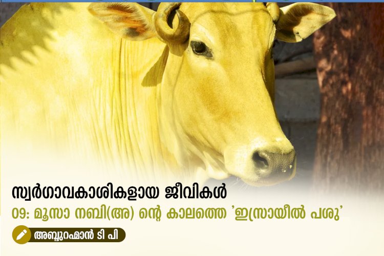 സ്വര്‍ഗ്ഗാവകാശികളായ ജീവികള്‍ 09: മൂസാ നബി(അ) ന്റെ കാലത്തെ 'ഇസ്രായീൽ പശു'