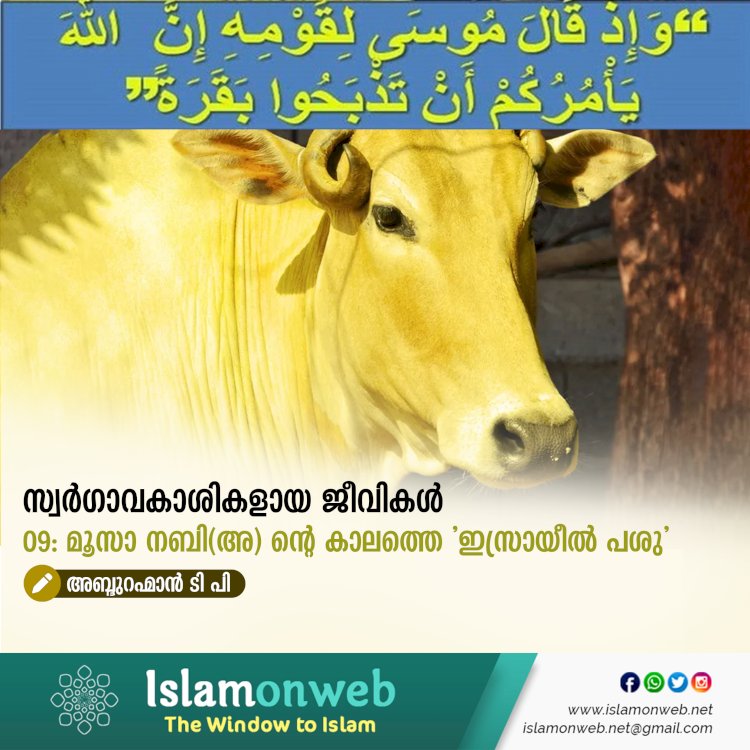സ്വര്‍ഗ്ഗാവകാശികളായ ജീവികള്‍ 09: മൂസാ നബി(അ) ന്റെ കാലത്തെ 'ഇസ്രായീൽ പശു'