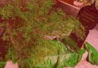 പാങ്ങില്‍ അഹ്‌മദ് കുട്ടി മുസ്‌ലിയാര്‍