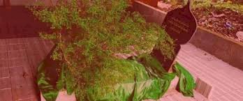 പാങ്ങില്‍ അഹ്‌മദ് കുട്ടി മുസ്‌ലിയാര്‍