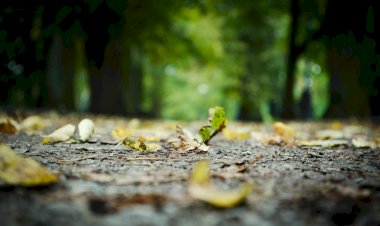 സംഘടന; വിമര്‍ശനങ്ങളും വസ്തുതകളും