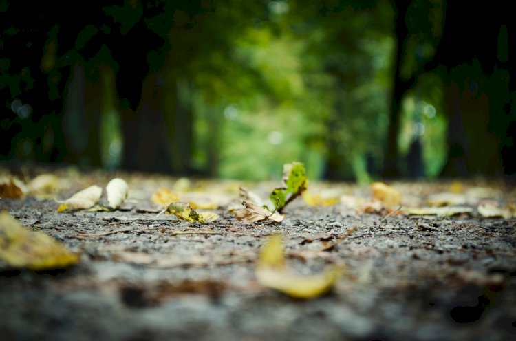 സംഘടന; വിമര്‍ശനങ്ങളും വസ്തുതകളും