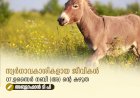 സ്വര്‍ഗ്ഗാവകാശികളായ ജീവികള്‍ 07.ഉസൈർ നബി (അ) ൻ്റെ കഴുത