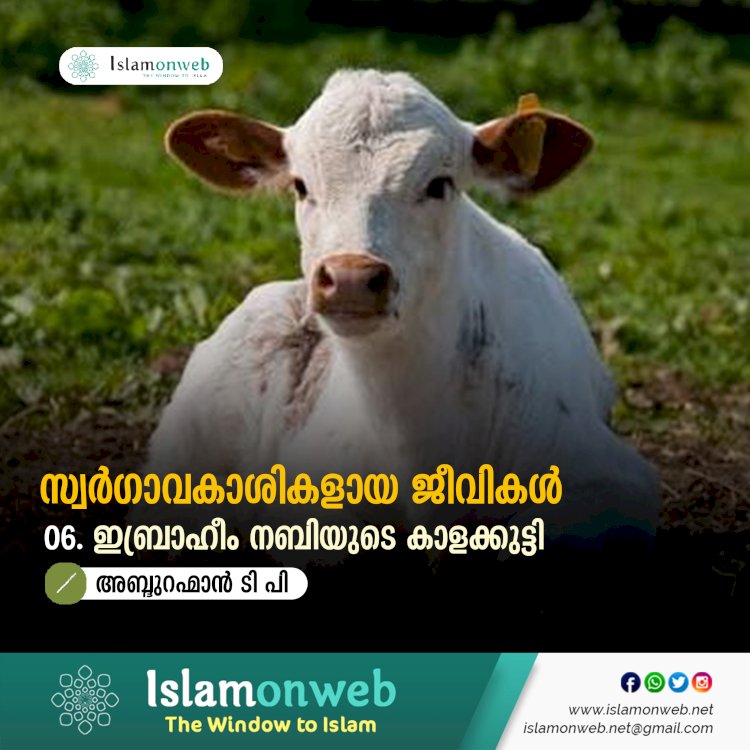 സ്വര്‍ഗ്ഗാവകാശികളായ ജീവികള്‍ 06.ഇബ്രാഹീം നബിയുടെ കാളക്കുട്ടി