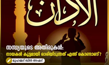 സന്ധ്യയുടെ അതിരുകൾ: നായകൾ കൂട്ടമായി ഓരിയിടുന്നത് എന്ത് കൊണ്ടാണ്?