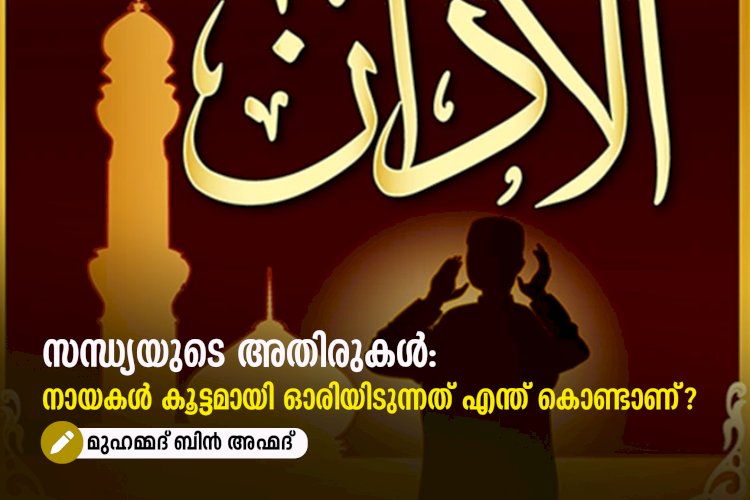 സന്ധ്യയുടെ അതിരുകൾ: നായകൾ കൂട്ടമായി ഓരിയിടുന്നത് എന്ത് കൊണ്ടാണ്?