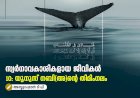 സ്വര്‍ഗ്ഗാവകാശികളായ ജീവികള്‍10: യൂനുസ് നബി(അ)ന്റെ തിമിംഗലം